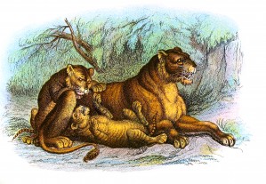 Vintage Lioness And Cubs_OSG